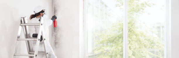 Best Basement Mold Removal  in Marlow Heights, MD